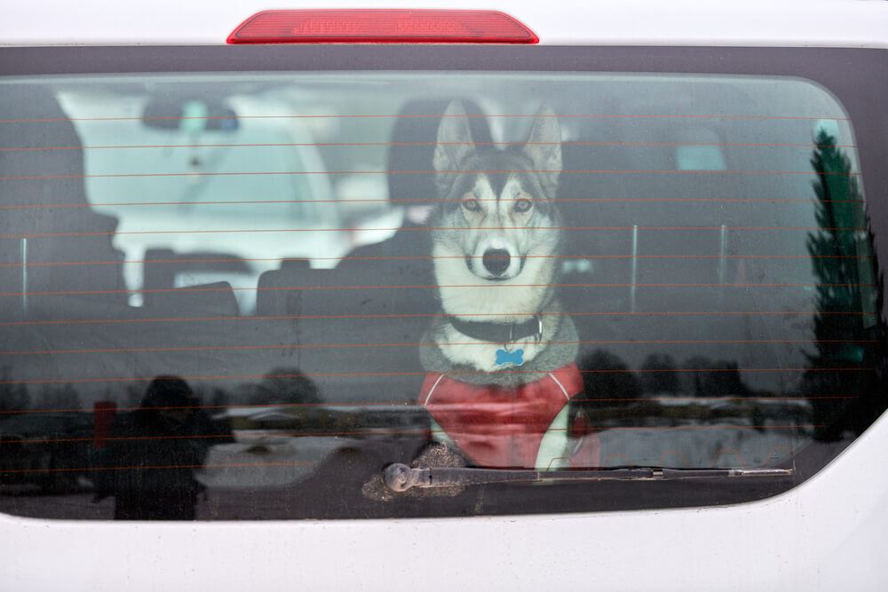 Is It Illegal to Leave a Dog in the Car? Find Out the Consequences!
